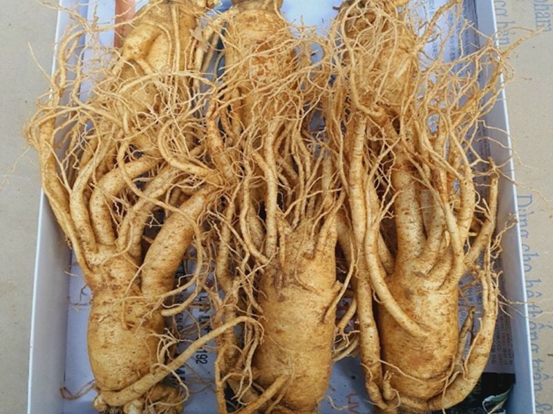 Sâm tươi 6 năm tuổi